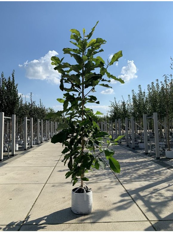 Schirm-Magnolie | Magnolia tripetala Schirm-Magnolie | Magnolia tripetala