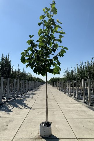 Gold-Magnolie 'Yellow River' | Magnolia 'Yellow River'