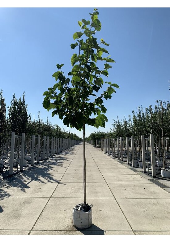 Gold-Magnolie 'Yellow River' | Magnolia 'Yellow River'