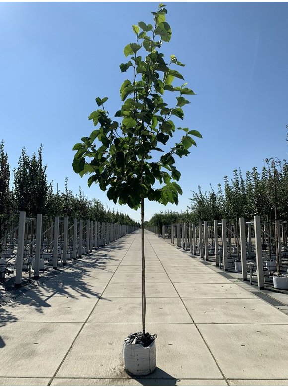 Gold-Magnolie 'Yellow River' | Magnolia 'Yellow River' Gold-Magnolie 'Yellow River' | Magnolia 'Yellow River'