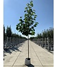 Gold-Magnolie 'Yellow River' | Magnolia 'Yellow River' Gold-Magnolie 'Yellow River' | Magnolia 'Yellow River'