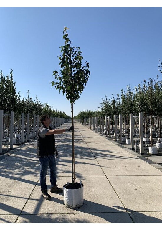 Zierapfel 'Street Parade' | Malus baccata 'Street Parade'