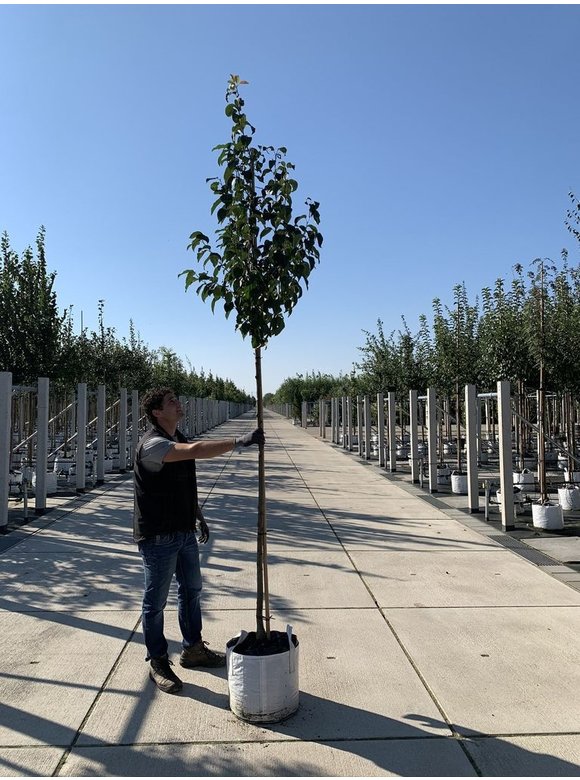Zierapfel 'Street Parade' | Malus baccata 'Street Parade' Zierapfel 'Street Parade' | Malus baccata 'Street Parade'