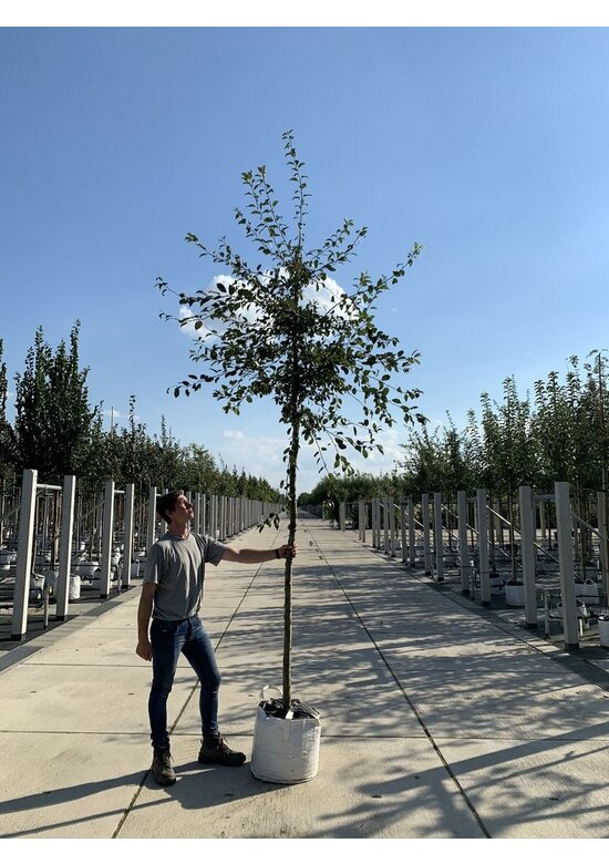 Vielblütiger Zierapfel 'Floribunda' | Malus 'Floribunda'