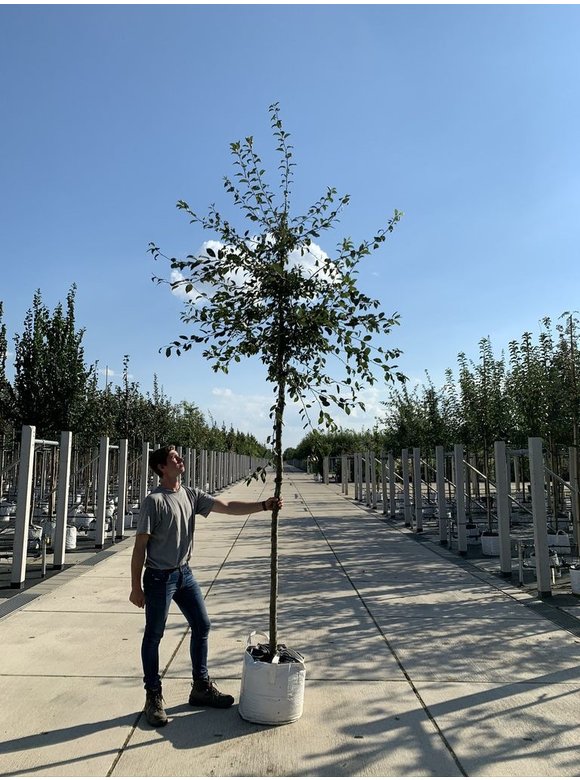 Vielblütiger Zierapfel 'Floribunda' | Malus 'Floribunda' Vielblütiger Zierapfel 'Floribunda' | Malus 'Floribunda'
