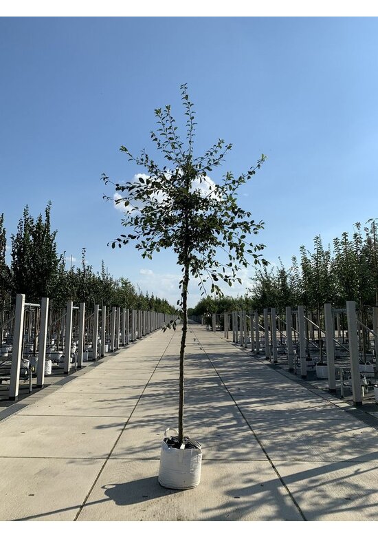 Vielblütiger Zierapfel 'Floribunda' | Malus 'Floribunda'