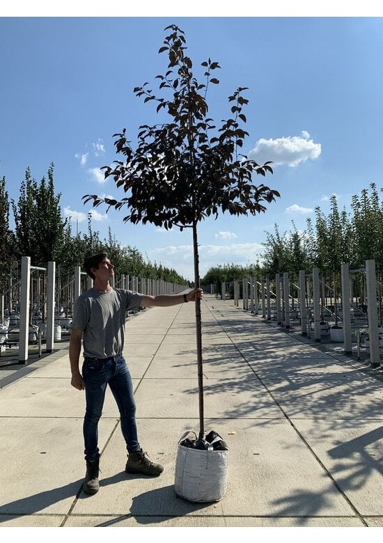 Zierapfel 'Royalty' | Malus 'Royalty'