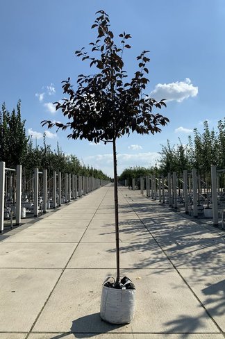 Zierapfel 'Royalty' | Malus 'Royalty'