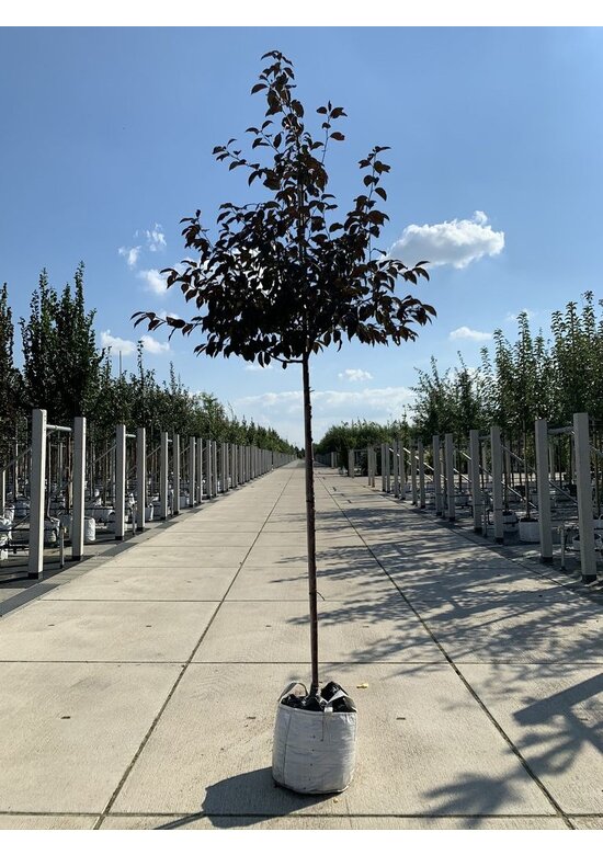 Zierapfel 'Royalty' | Malus 'Royalty'