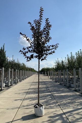 Toringo-Apfel 'Scarlett' | Malus toringo 'Scarlett' Toringo-Apfel 'Scarlett' | Malus toringo 'Scarlett'