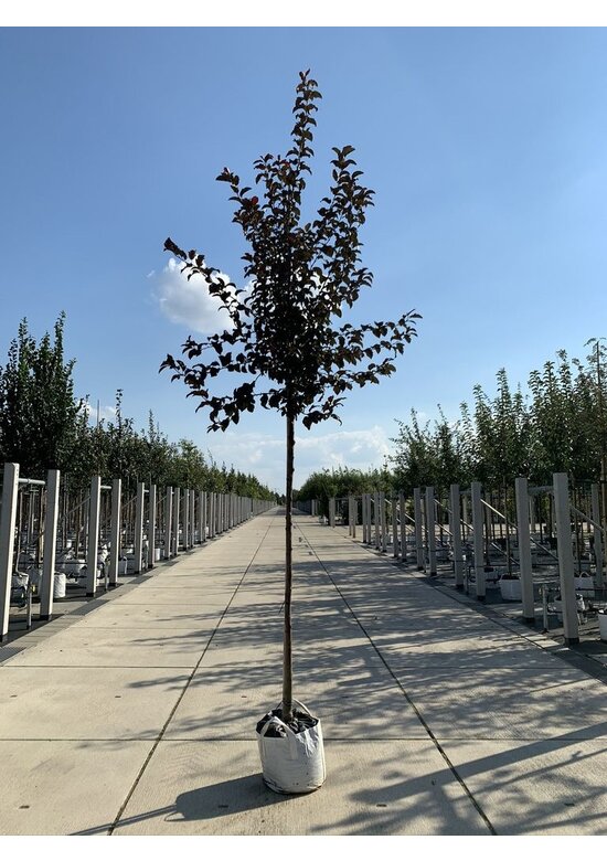 Toringo-Apfel 'Scarlett' | Malus toringo 'Scarlett'