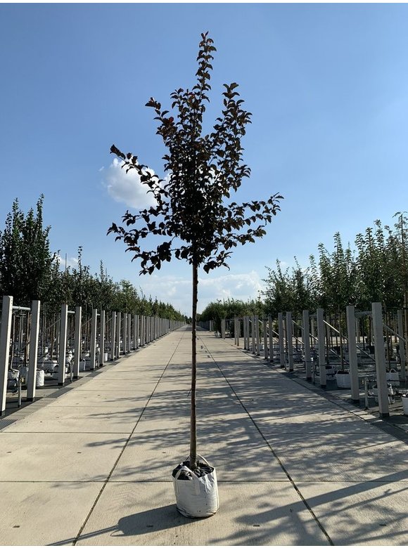 Toringo-Apfel 'Scarlett' | Malus toringo 'Scarlett' Toringo-Apfel 'Scarlett' | Malus toringo 'Scarlett'