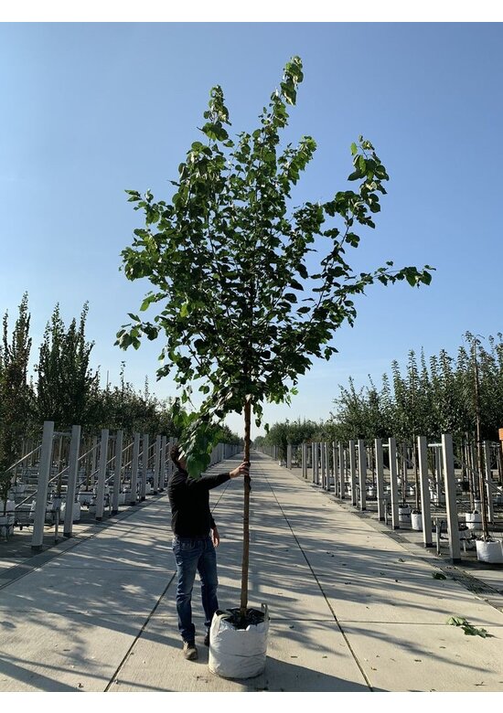 Weißer Maulbeerbaum 'Fruitless' | Morus alba 'Fruitless'