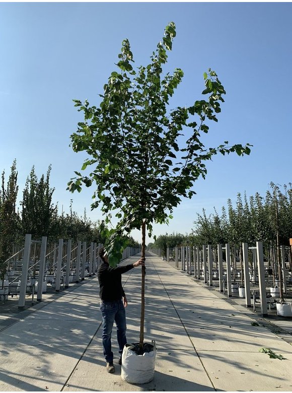 Weißer Maulbeerbaum 'Fruitless' | Morus alba 'Fruitless' Weißer Maulbeerbaum 'Fruitless' | Morus alba 'Fruitless'