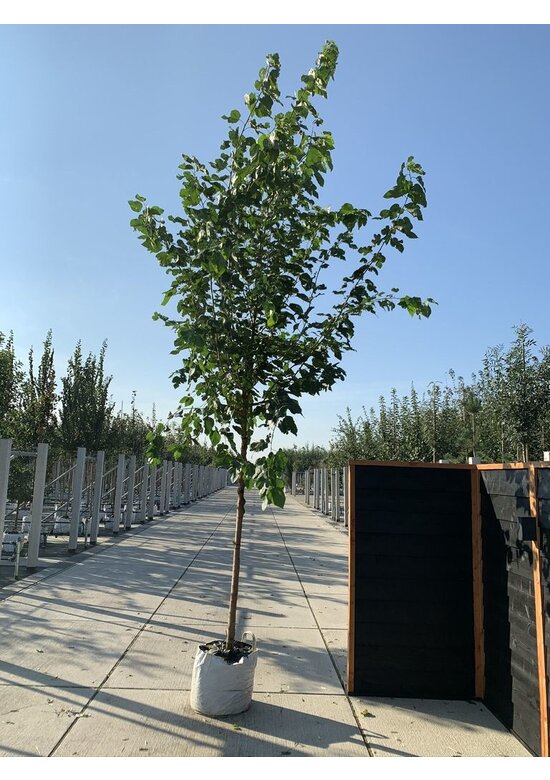 Weißer Maulbeerbaum 'Fruitless' | Morus alba 'Fruitless'