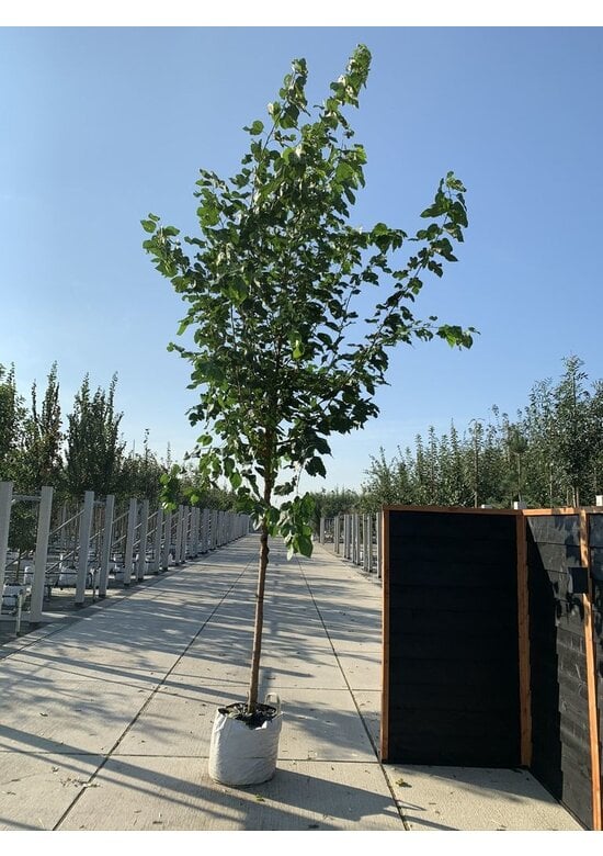 Weißer Maulbeerbaum 'Fruitless' | Morus alba 'Fruitless'