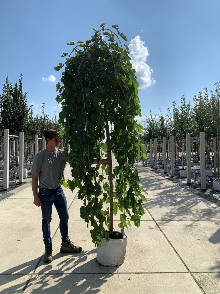  Trauer Maulbeere 'Pendula' ,  Morus alba 'Pendula'