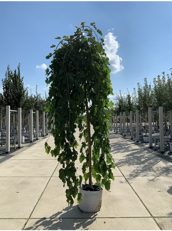 Trauer Maulbeere 'Pendula' | Morus alba 'Pendula' Trauer Maulbeere 'Pendula' | Morus alba 'Pendula'