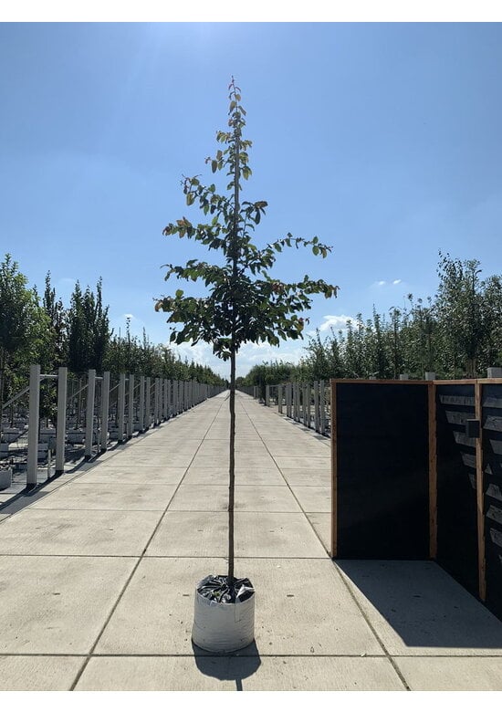 Eisenholzbaum 'Bella' | Parrotia persica 'Bella'