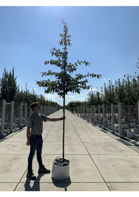 Eisenholzbaum 'Bella' | Parrotia persica 'Bella'