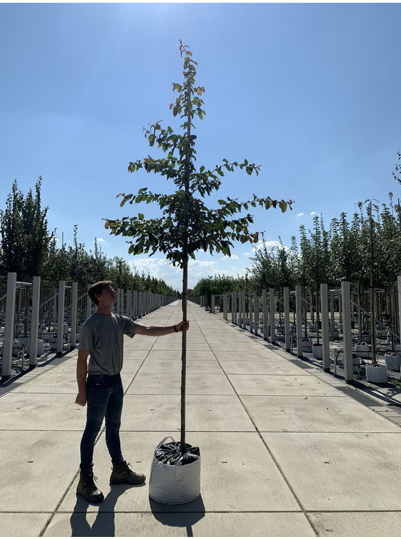 Eisenholzbaum | Parrotia persica Eisenholzbaum | Parrotia persica