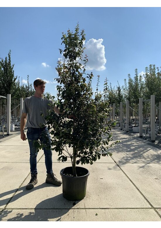 Eisenholzbaum 'Persian Spire' | Parrotia persica 'Persian Spire'