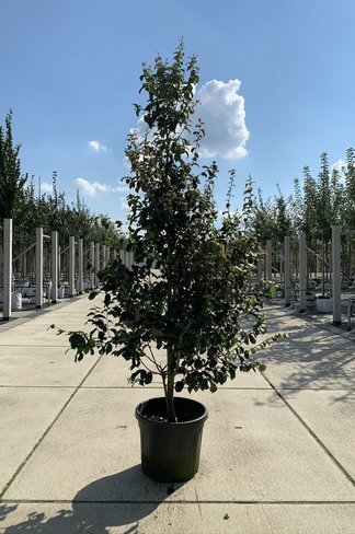 Eisenholzbaum 'Persian Spire' | Parrotia persica 'Persian Spire'