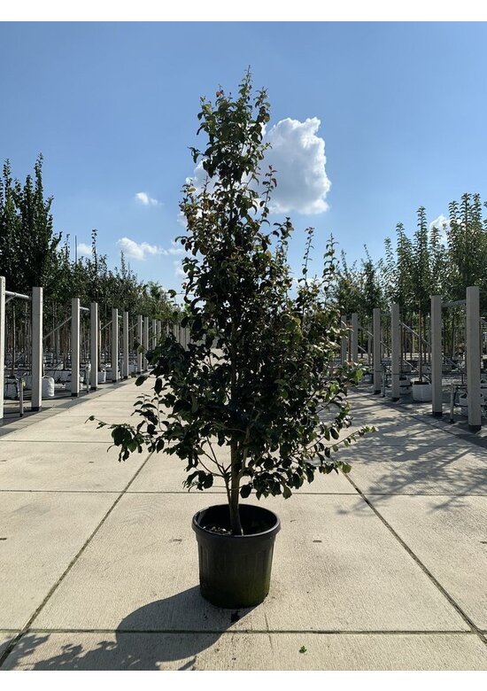 Eisenholzbaum 'Persian Spire' | Parrotia persica 'Persian Spire' Eisenholzbaum 'Persian Spire' | Parrotia persica 'Persian Spire'