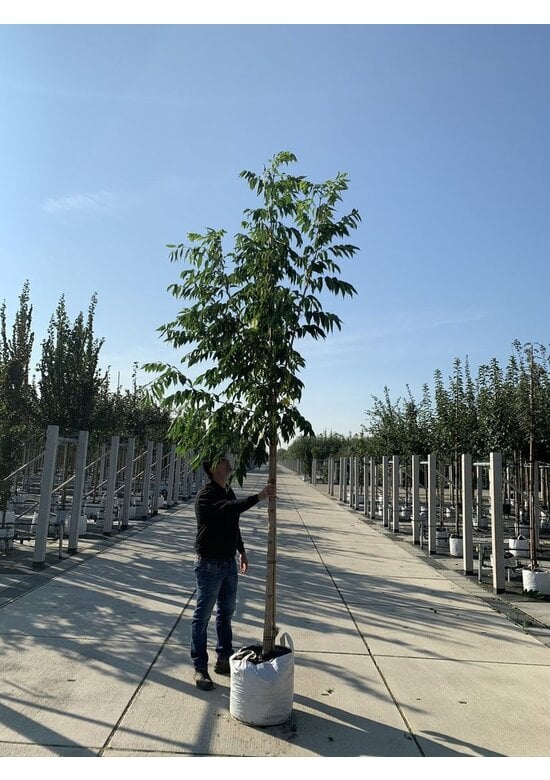 Echter Korkbaum | Phellodendron amurense