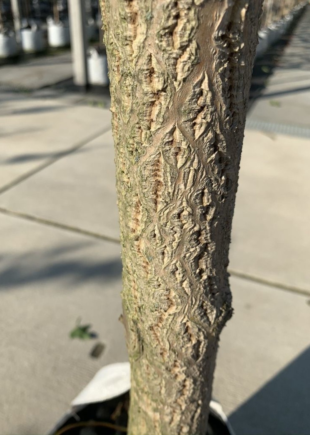 Echter Korkbaum | Phellodendron amurense Echter Korkbaum | Phellodendron amurense