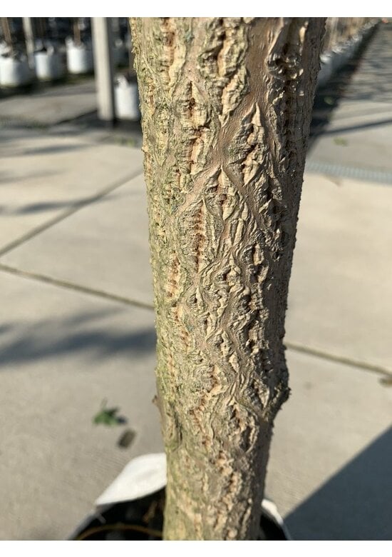 Echter Korkbaum | Phellodendron amurense