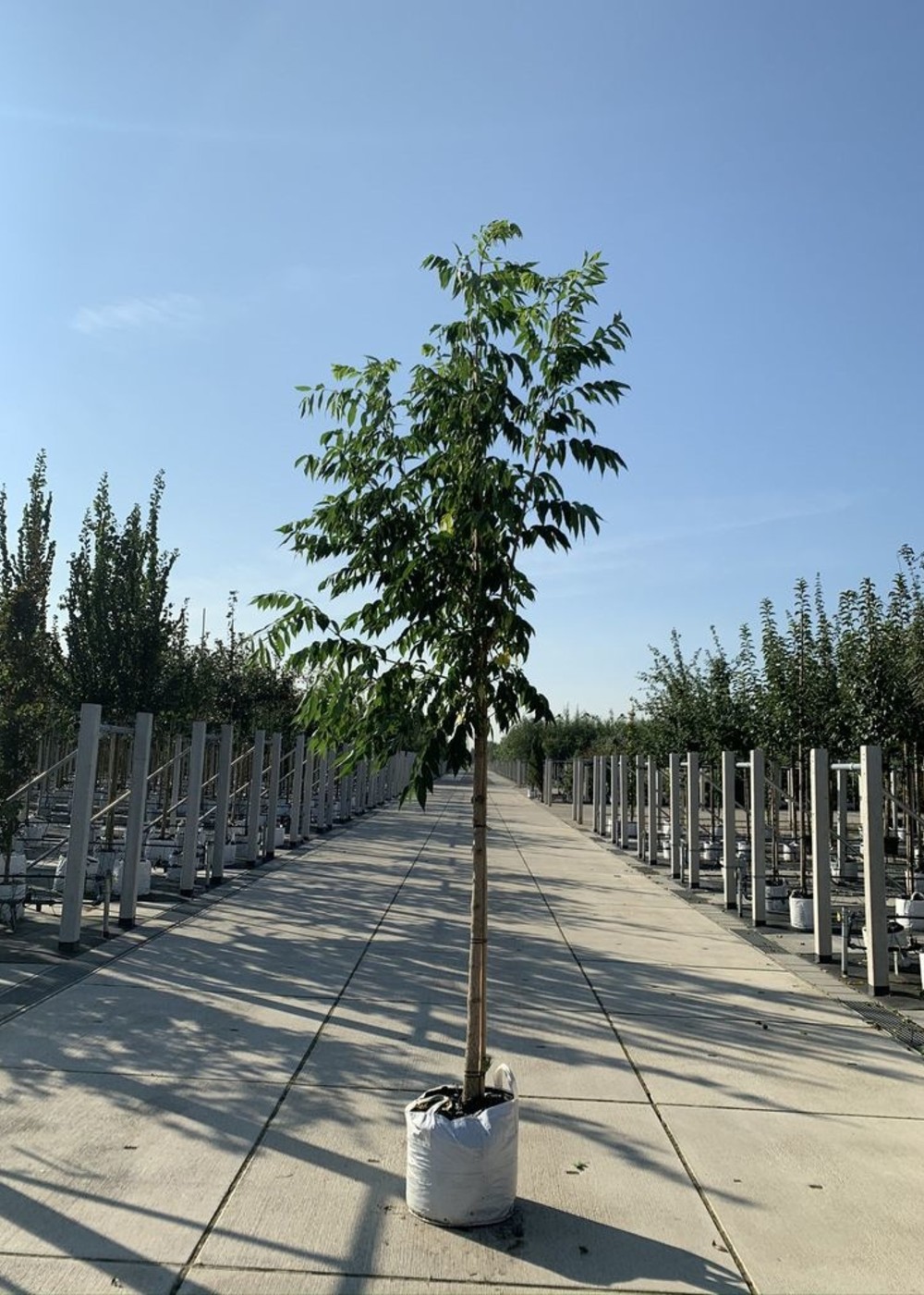 Echter Korkbaum | Phellodendron amurense Echter Korkbaum | Phellodendron amurense