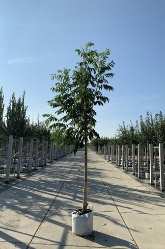 Echter Korkbaum | Phellodendron amurense