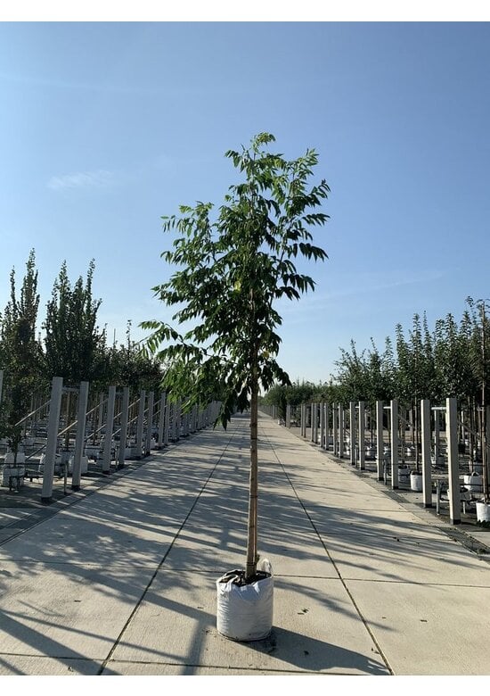 Echter Korkbaum | Phellodendron amurense