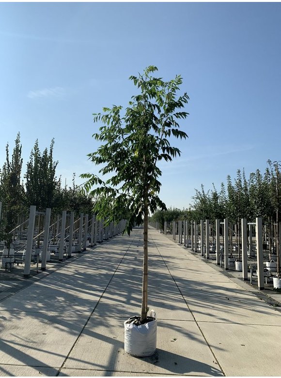 Echter Korkbaum | Amur-Korkbaum | Phellodendron amurense Echter Korkbaum | Amur-Korkbaum | Phellodendron amurense