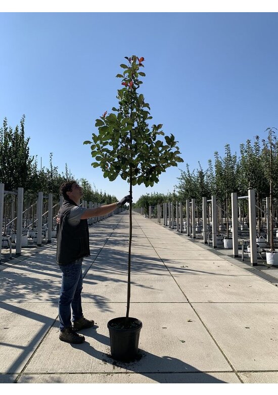 Glanzmispel 'Camilvy' | Photinia fraseri 'Camilvy' Glanzmispel 'Camilvy' | Photinia fraseri 'Camilvy'