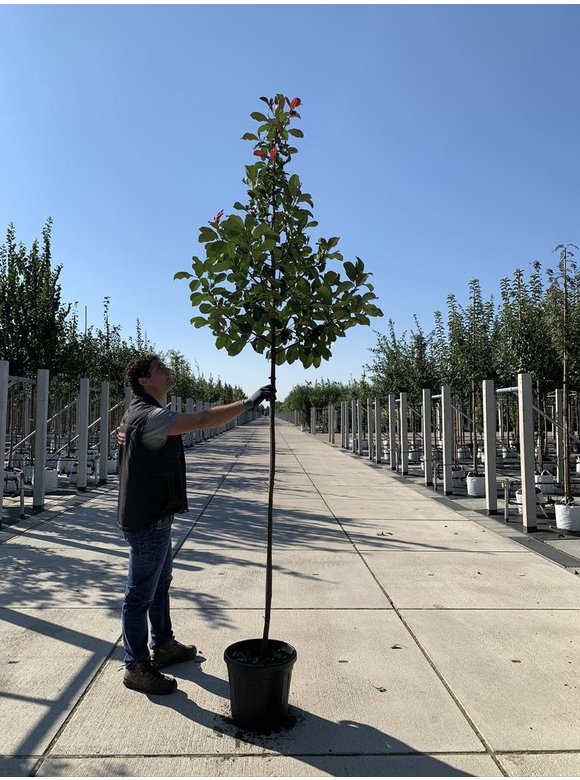 Glanzmispel 'Camilvy' | Photinia fraseri 'Camilvy' Glanzmispel 'Camilvy' | Photinia fraseri 'Camilvy'