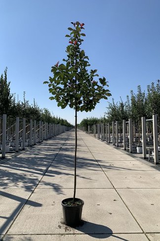 Glanzmispel 'Camilvy' | Photinia fraseri 'Camilvy'