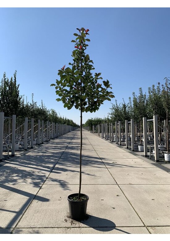 Glanzmispel 'Camilvy' | Photinia fraseri 'Camilvy' Glanzmispel 'Camilvy' | Photinia fraseri 'Camilvy'