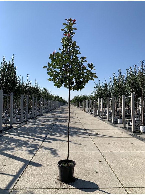 Glanzmispel 'Camilvy' | Photinia fraseri 'Camilvy' Glanzmispel 'Camilvy' | Photinia fraseri 'Camilvy'