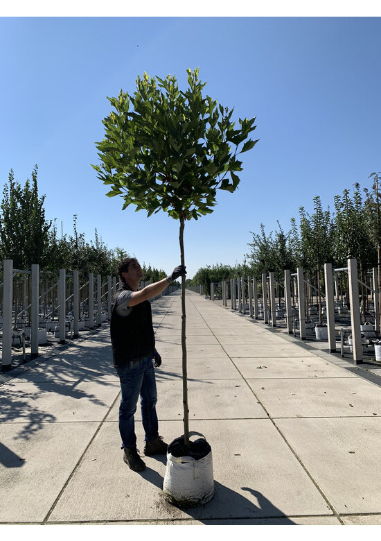 Kugelplatane 'Alphens Globe' | Platanus hispanica 'Alphens Globe'