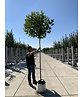 Kugelplatane | Platanus hispanica 'Alphens Globe'