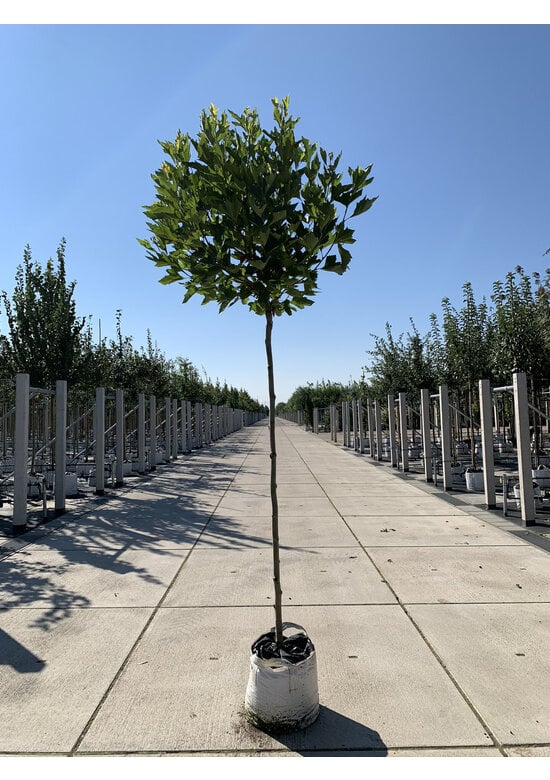 Kugelplatane 'Alphens Globe' | Platanus hispanica 'Alphens Globe'