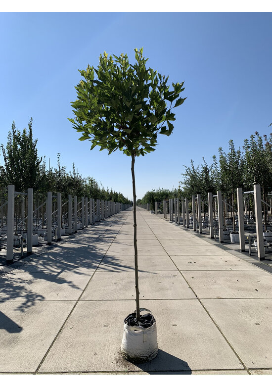 Kugelplatane 'Alphens Globe' | Platanus hispanica 'Alphens Globe'