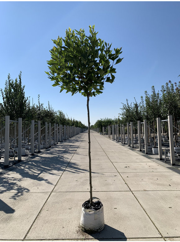 Kugelplatane 'Alphens Globe' | Platanus hispanica 'Alphens Globe' Kugelplatane 'Alphens Globe' | Platanus hispanica 'Alphens Globe'