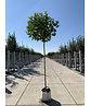 Kugelplatane 'Alphens Globe' | Platanus hispanica 'Alphens Globe'