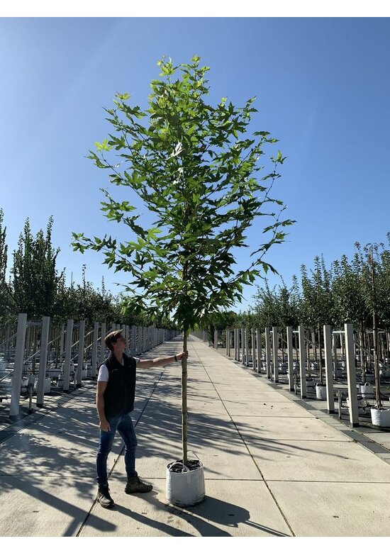 Orientalische Platane 'Minaret' | Platanus orientalis 'Minaret'