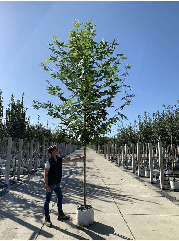Orientalische Platane 'Minaret' | Platanus orientalis 'Minaret' Orientalische Platane 'Minaret' | Platanus orientalis 'Minaret'