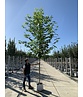 Orientalische Platane 'Minaret' | Platanus orientalis 'Minaret'