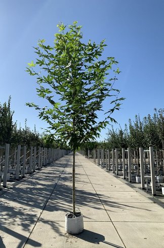 Orientalische Platane 'Minaret' | Platanus orientalis 'Minaret'